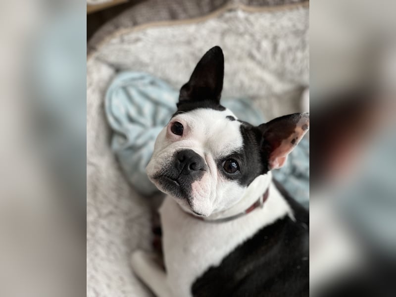 Reinrassige Boston Terrier Welpen - Weibchen abzugeben