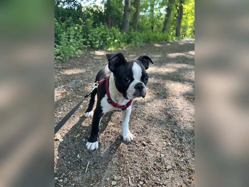 Reinrassige Boston Terrier Welpen - Hündin