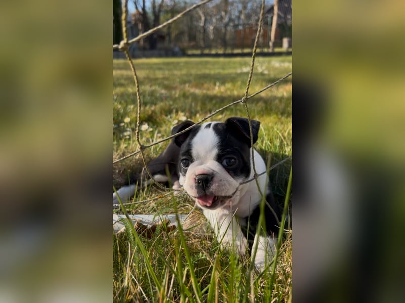 Reinrassige Boston Terrier Welpen - Weibchen abzugeben