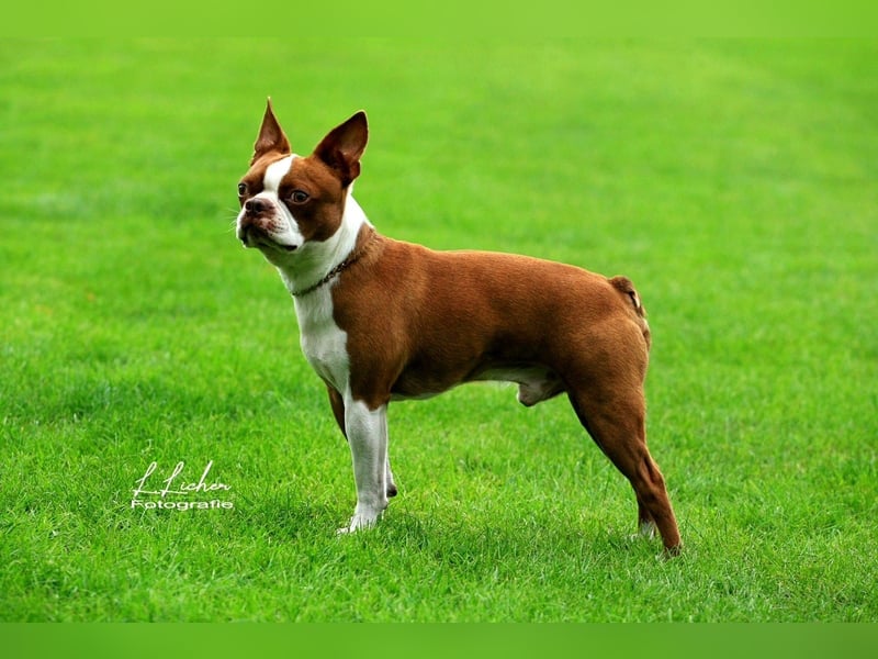 Reinrassige Boston Terrier Welpen - Weibchen abzugeben