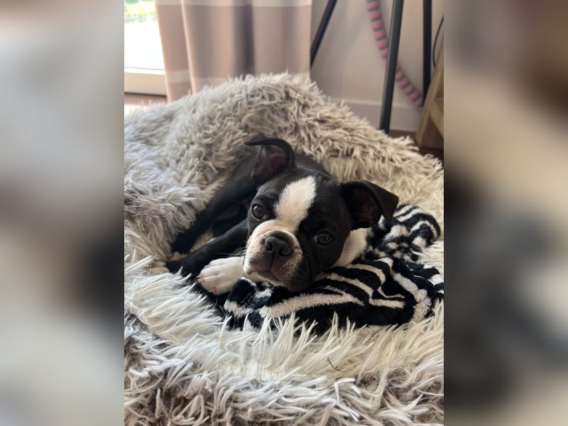 Reinrassige Boston Terrier Welpen - Hündin