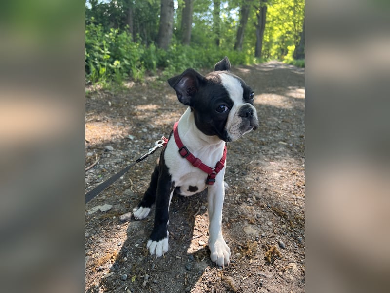 Reinrassige Boston Terrier Welpen - Hündin