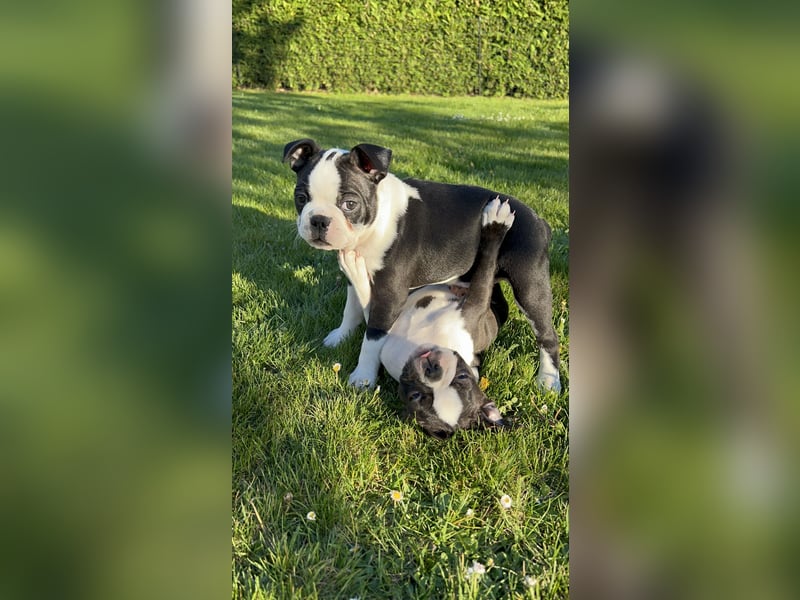 Reinrassige Boston Terrier Welpen - Weibchen abzugeben