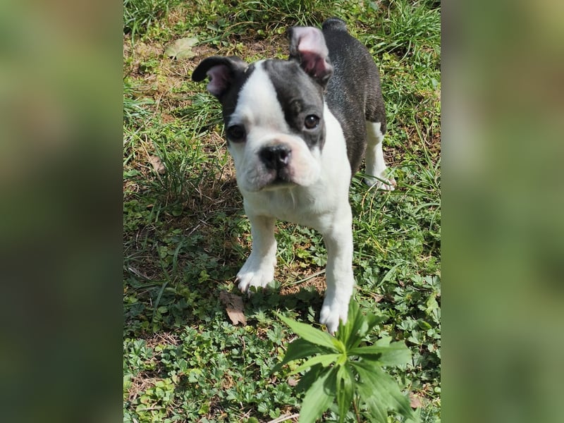 Boston Terrier Welpen