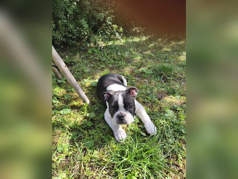 Boston Terrier Welpen