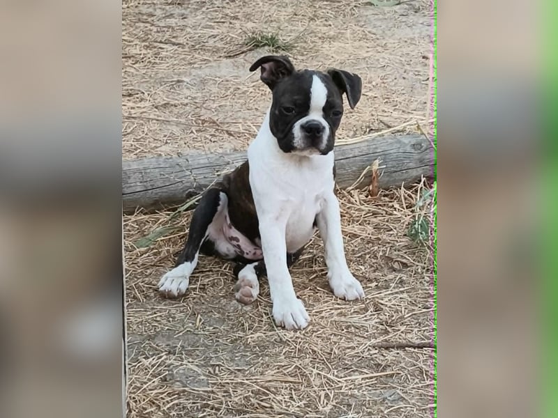 Boston Terrier Welpen. FCI Ahnentafel
