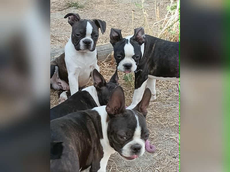Boston Terrier Welpen. FCI Ahnentafel
