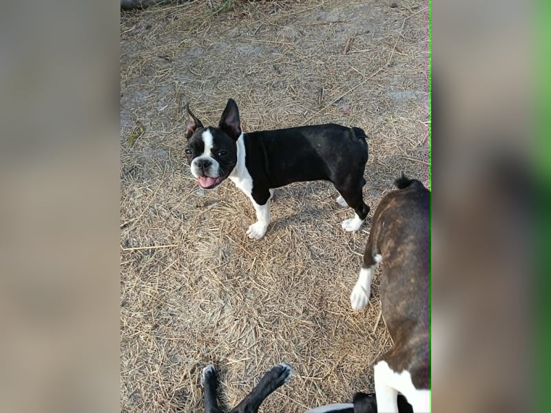 Boston Terrier Welpen. FCI Ahnentafel