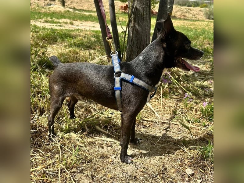 Negri - kleiner sensibler Herzenshund sucht sein Glück