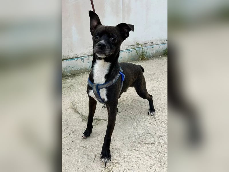 Negri - kleiner sensibler Herzenshund sucht sein Glück