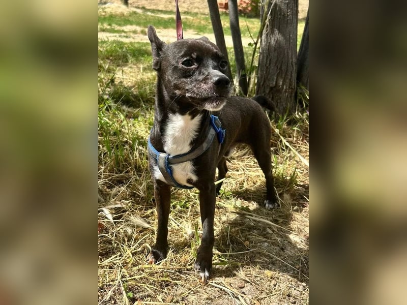 Negri - kleiner sensibler Herzenshund sucht sein Glück