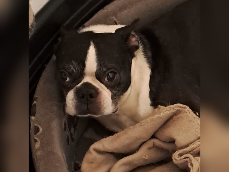 ROCKY SUCHT HERZENSMENSCHEN