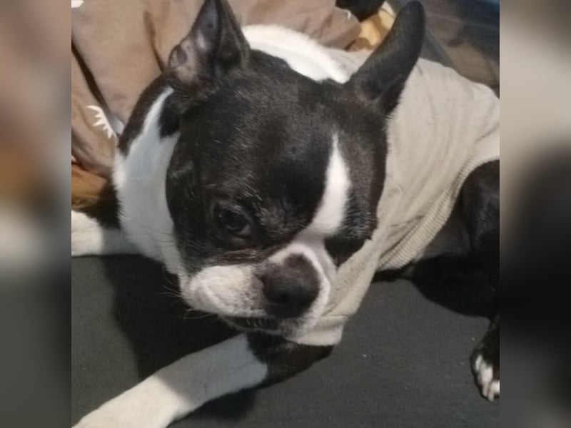 ROCKY SUCHT HERZENSMENSCHEN