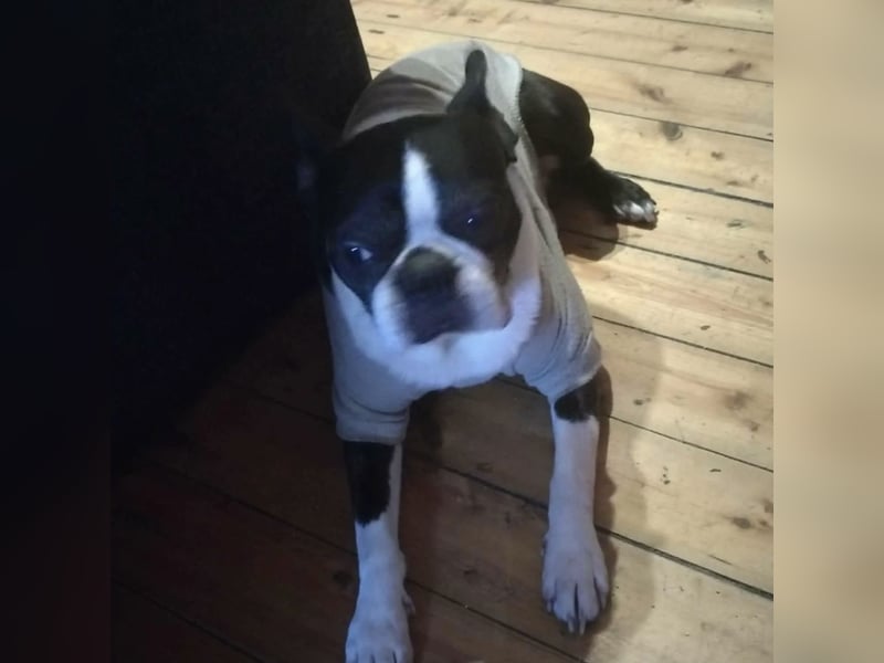 ROCKY SUCHT HERZENSMENSCHEN