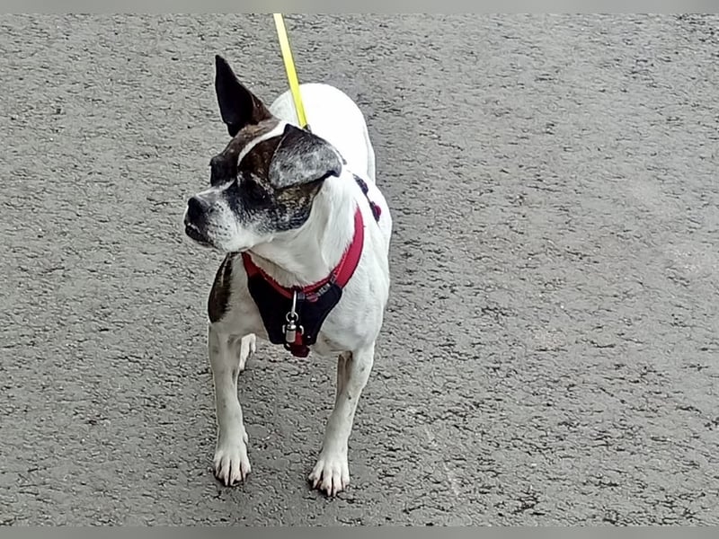 Terrier Mix ♥️ Izzy - in 67697 auf Pflegestelle - sucht ein Für-immer-Zuhause
