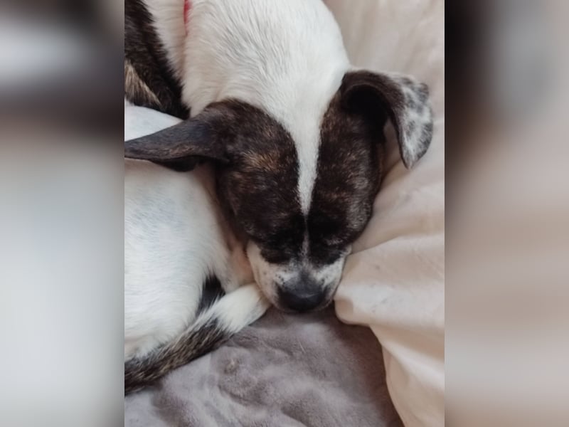 American Gentleman ♥️ IZZY - die fröhliche Hündin ist bereits in Deutschland
