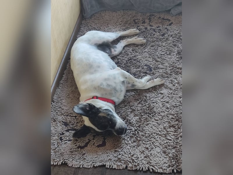 ♥️ IZZY - ein liebes wildes Hummelchen - sucht ein Zuhause !