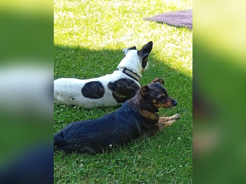 American Gentleman ♥️ IZZY - die fröhliche Hündin ist bereits in Deutschland