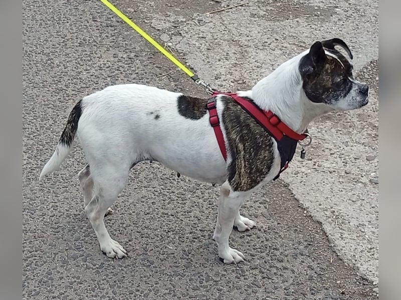 Terrier Mix ♥️ Izzy - in 67697 auf Pflegestelle - sucht ein Für-immer-Zuhause