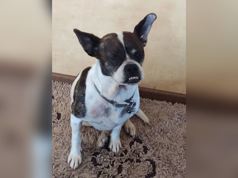 Terrier Mix ♥️ Izzy - in 67697 auf Pflegestelle - sucht ein Für-immer-Zuhause
