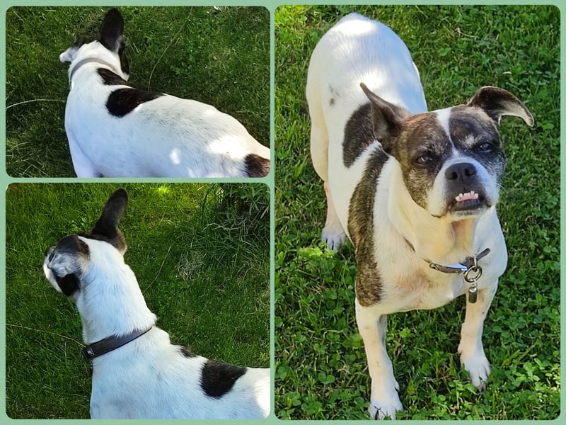 ♥️ IZZY - ein liebes wildes Hummelchen - sucht ein Zuhause !