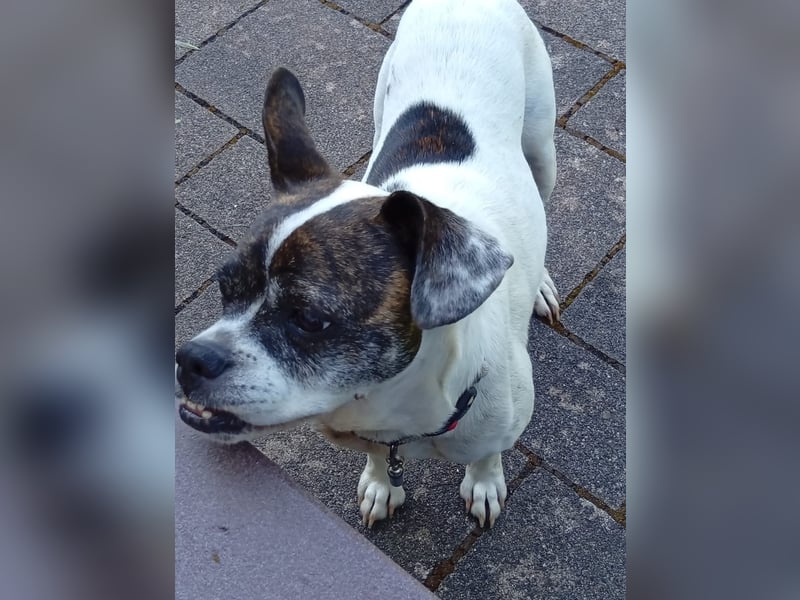 American Gentleman ♥️ IZZY - die fröhliche Hündin ist bereits in Deutschland