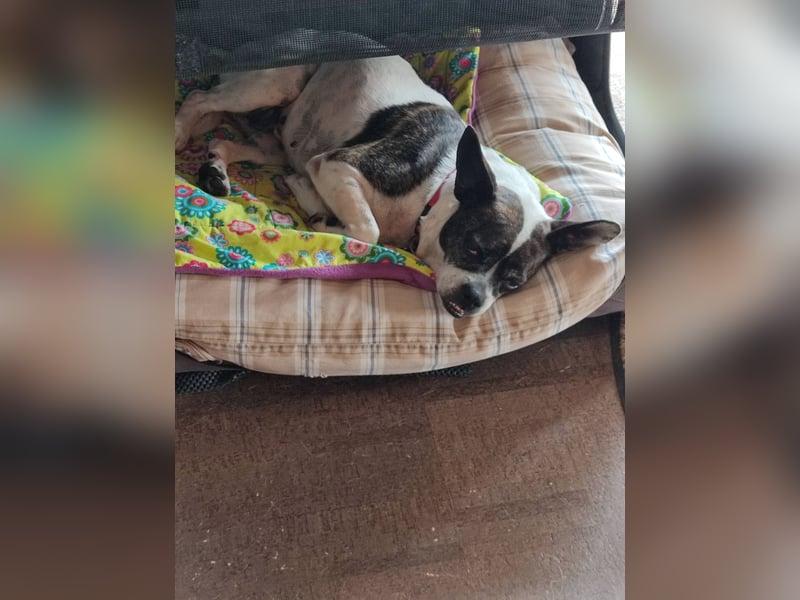 Terrier Mix ♥️ Izzy - in 67697 auf Pflegestelle - sucht ein Für-immer-Zuhause