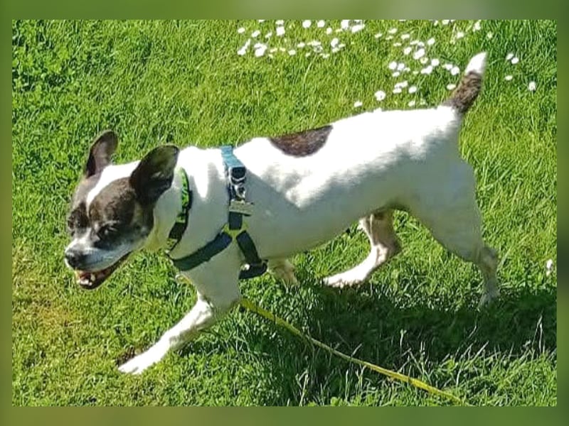♥️ IZZY - ein liebes wildes Hummelchen - sucht ein Zuhause !