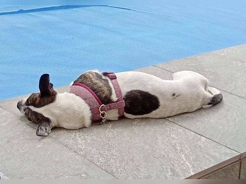 American Gentleman ♥️ IZZY - die fröhliche Hündin ist bereits in Deutschland