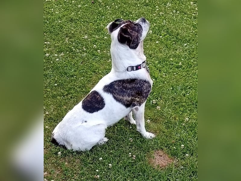 American Gentleman ♥️ IZZY - die fröhliche Hündin ist bereits in Deutschland