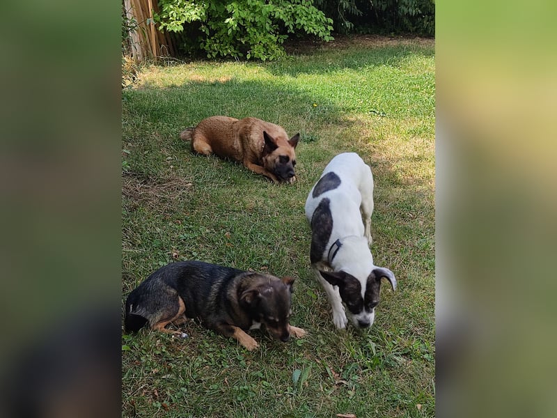 Terrier Mix ♥️ Izzy - in 67697 auf Pflegestelle - sucht ein Für-immer-Zuhause