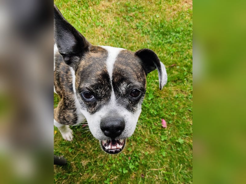 Terrier Mix ♥️ Izzy - in 67697 auf Pflegestelle - sucht ein Für-immer-Zuhause