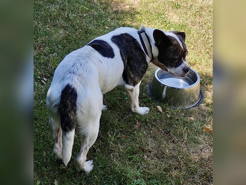 American Gentleman ♥️ IZZY - die fröhliche Hündin ist bereits in Deutschland