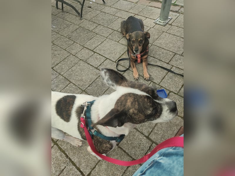 ♥️ IZZY - ein liebes wildes Hummelchen - sucht ein Zuhause !