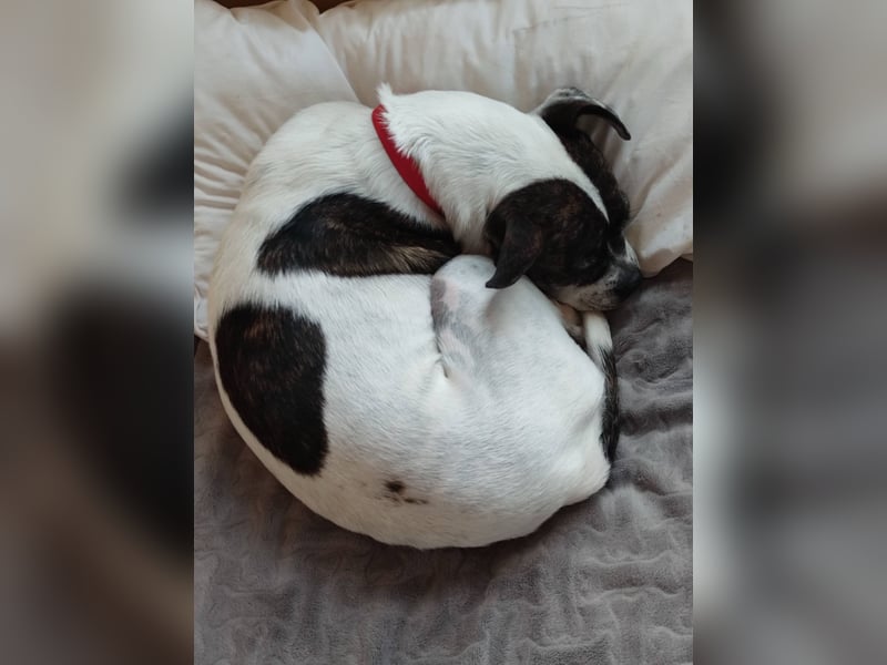 Terrier Mix ♥️ Izzy - in 67697 auf Pflegestelle - sucht ein Für-immer-Zuhause