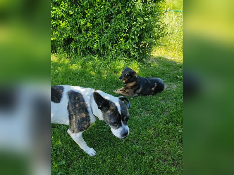 ♥️ IZZY - ein liebes wildes Hummelchen - sucht ein Zuhause !