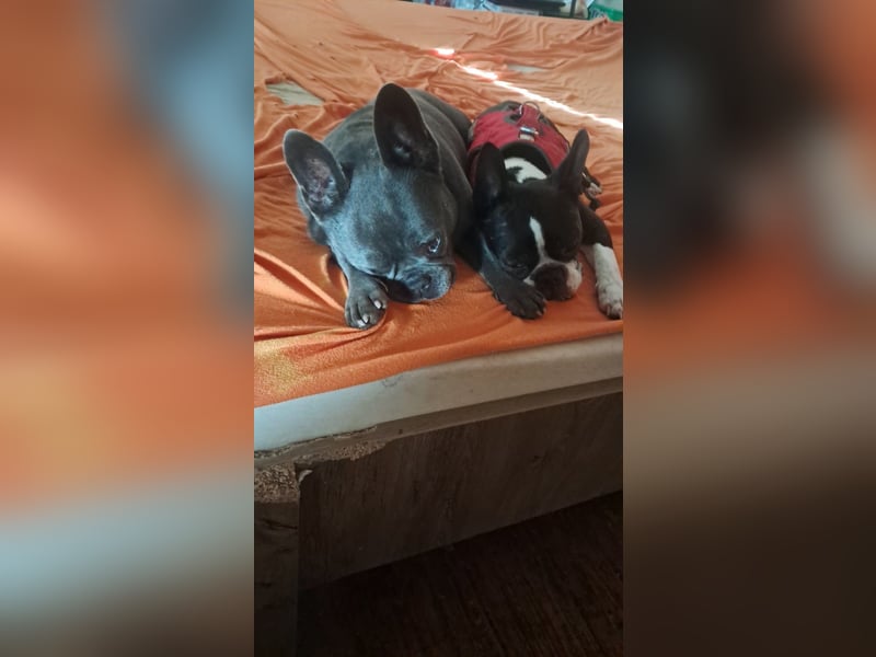 Boston Terrier und Franz. Bulldogge geb.2019 nur zusammen