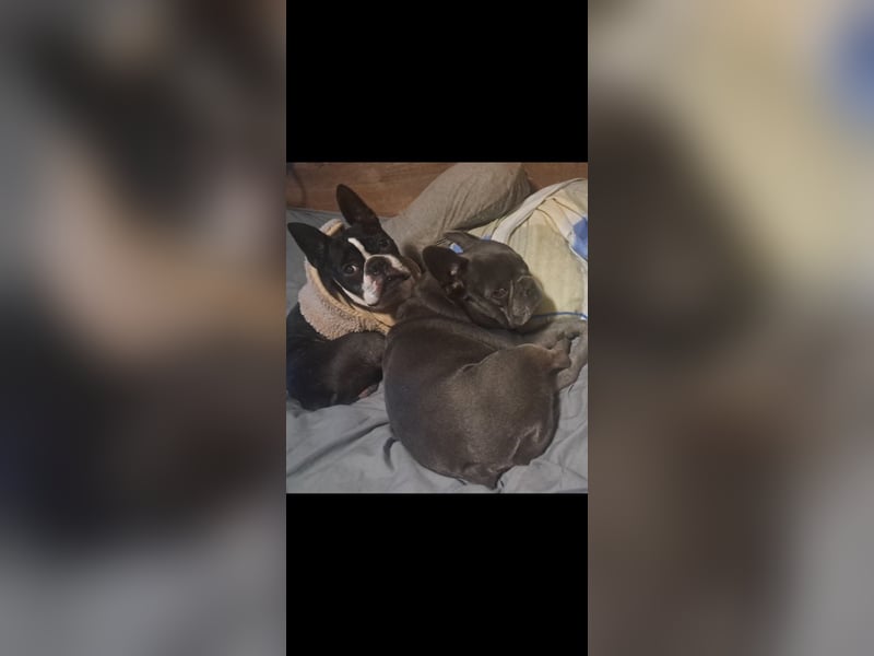 Boston Terrier und Franz. Bulldogge geb.2019 nur zusammen