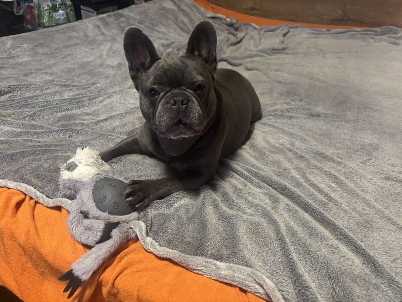 Boston Terrier und Franz. Bulldogge geb.2019 nur zusammen