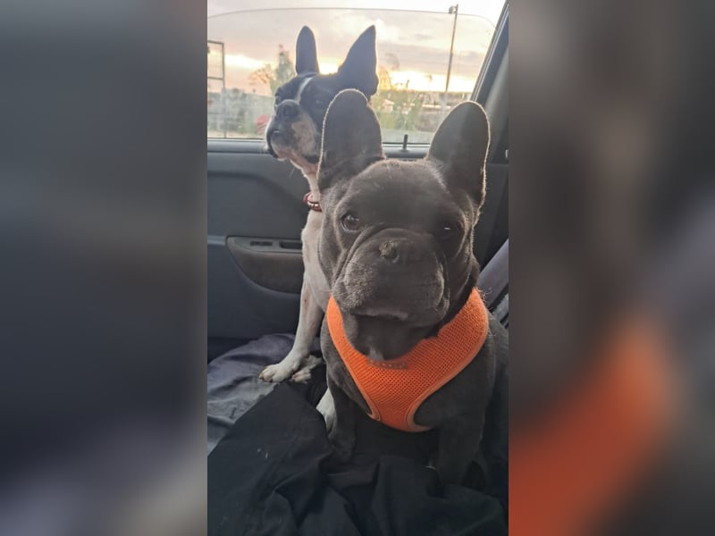 Boston Terrier und Franz. Bulldogge geb.2019 nur zusammen