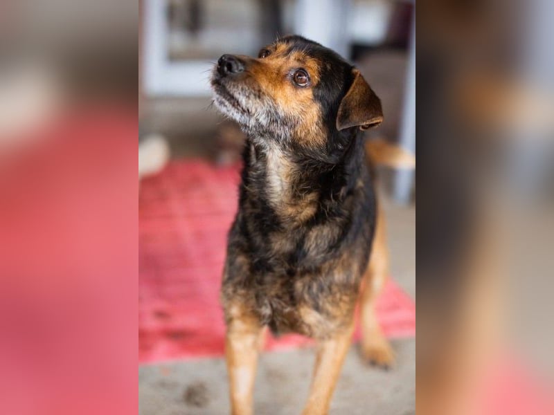 Terrier-Mix-Rüde RIKKI - ein lieber, treuer Senior sucht Liebe & Treue