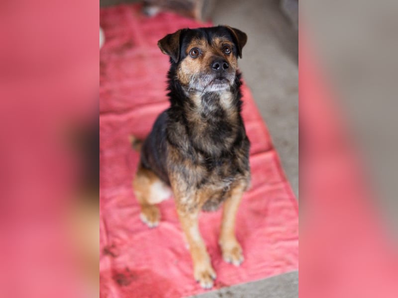 Terrier-Mix-Rüde ♥ Rikki ♥ lieber Senior, sucht seine menschliche Für-Immer-Liebe