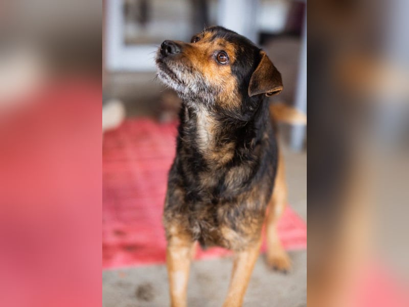 Terrier-Mix-Rüde ♥ Rikki ♥ lieb, lustig, sucht treue Liebe nun für immer