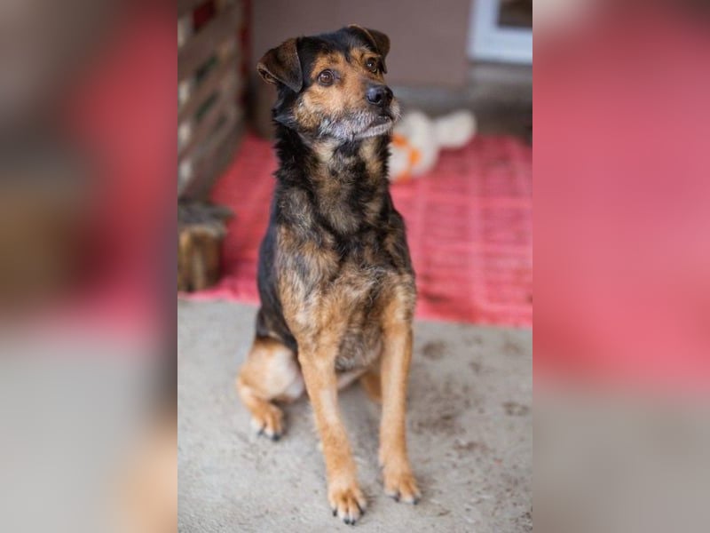 Terrier-Mix-Rüde RIKKI - ein lieber, treuer Senior sucht Liebe & Treue