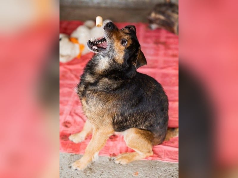 Terrier-Mix-Rüde RIKKI - ein lieber, treuer Senior sucht Liebe & Treue