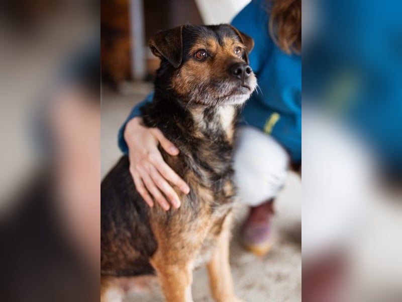 Terrier-Mix-Rüde RIKKI - ein lieber, treuer Senior sucht Liebe & Treue
