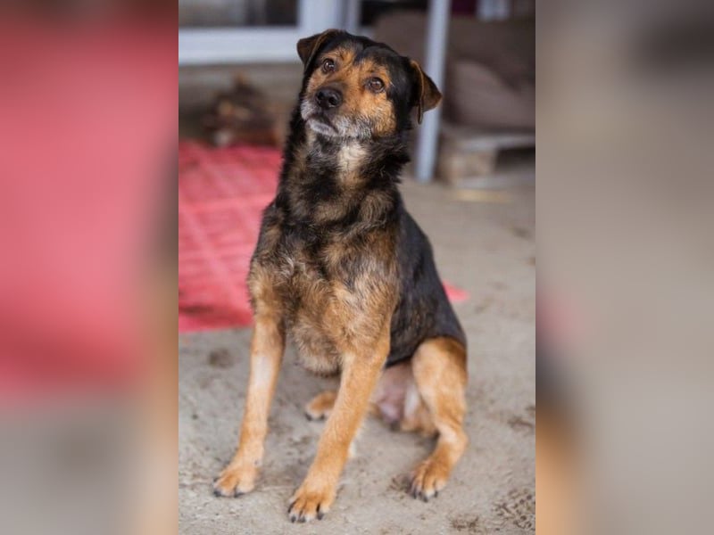 Terrier-Mix-Rüde RIKKI - ein lieber, treuer Senior sucht Liebe & Treue