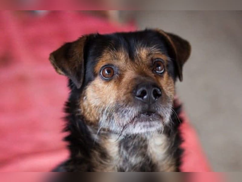 Terrier-Mix-Rüde RIKKI - ein lieber, treuer Senior sucht Liebe & Treue