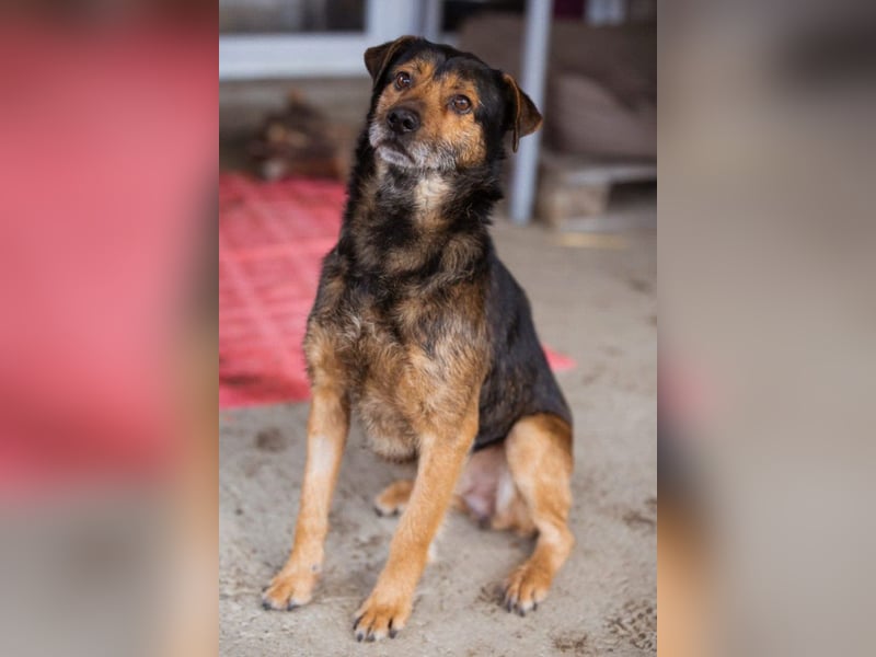 Terrier-Mix-Rüde ♥ Rikki ♥ lieb, sucht endgültige Treue & Liebe