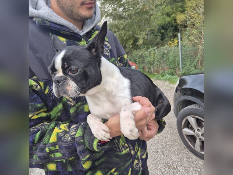 Aspen - lieb, clever und bereit für eine eigene Familie